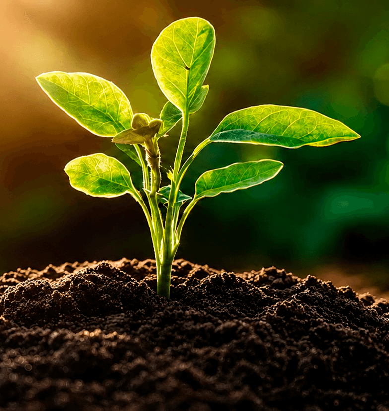 Muda de planta brotando na terra fértil, simbolizando o compromisso da Agriaço com o agronegócio e a sustentabilidade
